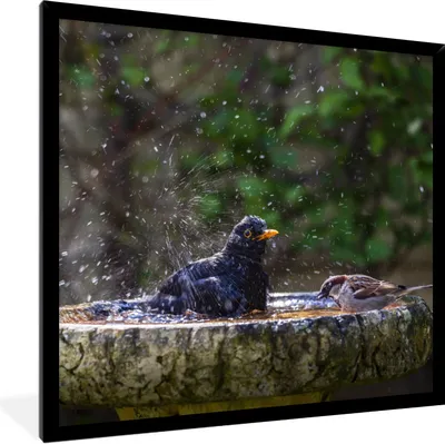 Produktbild von MuchoWow® Gerahmtes Poster Spatz - Vogeltränke - Wasser 40x40 cm - Poster mit Schwarzem Bilderrahmen Wandposter Rahmen Foto Bilder - Mit Rahmen - Wanddekoration Schlafzimmer