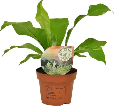 Immagine prodotto di Felce a nido - Asplenium Nidus - Pianta da appartamento - Ø12cm - Ø35cm