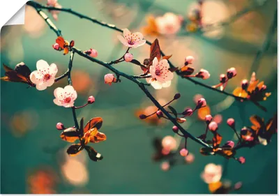 Produktbild von ARTland Poster Japanische Kirsch Sakura Blumen Größe: 100x70 cm