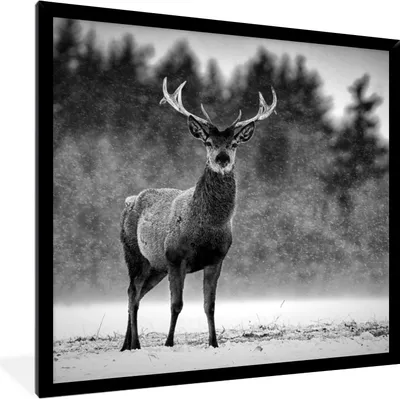 Produktbild von MuchoWow® Gerahmtes Poster Tiere - Hirsche - Winter - Schwarz - Weiß 40x40 cm - Poster mit Schwarzem Bilderrahmen Wandposter Rahmen Foto Bilder - Mit Rahmen - Wanddekoration Schlafzimmer