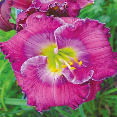 Image de Hemerocallis Hémérocalle de jardin Lavender Blue Baby 1 pièce Hémérocalles plants