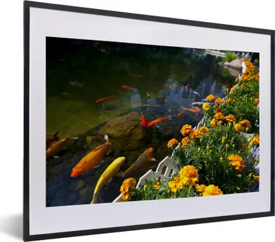 Produktbild von MuchoWow® MuchoWow® Gerahmtes Poster Koi-Karpfen in einem Teich mit Blumen 40x30 cm - Poster mit zchwarzem Bilderrahmen - Bilderrahmen - Poster im Rahmen