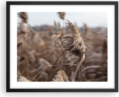 Produktbild von Gerahmtes Poster - Schwarzer Rahmen - Boho Ähren Gras - 50x40 cm - Wand Bild - Wanddeko - Wandbilder - Kunstposter - Wandposter - Bilderrahmen - Bilder - Kunstdruck - Wanddekoration - P2BAA50x40-4763