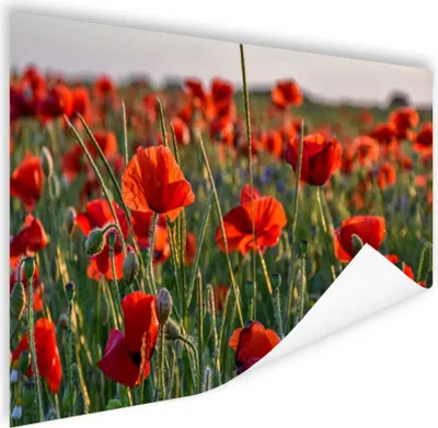 Produktbild von MuchoWow® Poster Blumen - Mohnblumen - Natur - Rot 120x80 cm - Bilder