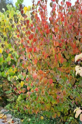 Produktbild von Cornus officinalis 'Robin's Pride', Japanischer Hartriegel, 60–100 cm