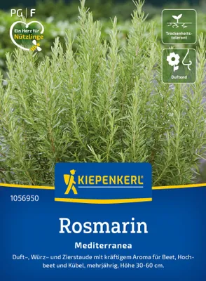 Artikelbild 2 von 'Rosmarin Mediterranea' aus der Kategorie Rosmarinsamen