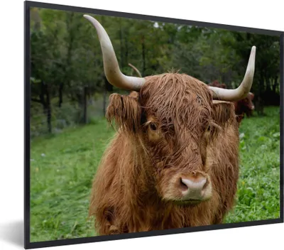 Produktbild von MuchoWow® Gerahmtes Poster Schottische Highlander - Tiere - Gras 80x60 cm - Poster mit Schwarzem Bilderrahmen Wandposter Rahmen Foto Bilder - Schwarzem - Mit Gestell