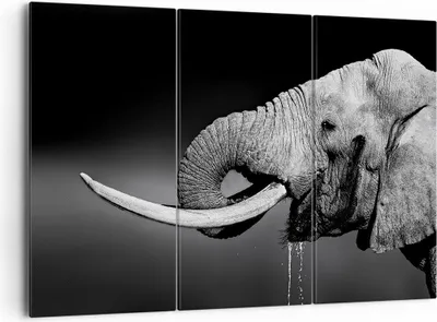 Produktbild von Bild auf Leinwand - Leinwandbild - Elefant Stoßzahn Natur - 165x110cm - Wand Bild - Wanddeko - Leinwanddruck - Bilder - Kunstdruck - Wanddekoration - Leinwand bilder - Wandkunst - CE165x110-3443