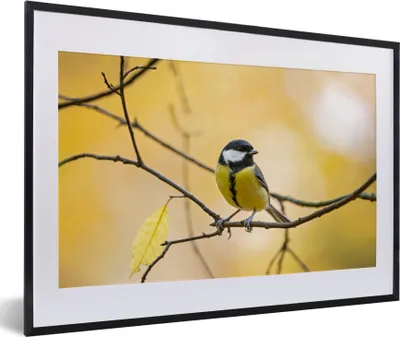 Produktbild von MuchoWow® Gerahmtes Poster Kohlmeise - Zweig - Vogel - Tiere 60x40 cm - Poster mit Schwarzem Bilderrahmen Wandposter Rahmen Foto Bilder - Schlafzimmer - Plakat in Rahmen - Drucken