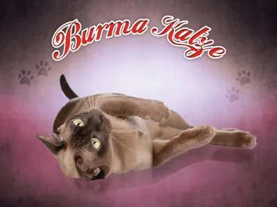 Produktbild von vianmo Holzschild 30x40 cm Katze Burma Katze
