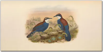 Produktbild von Coloray Küchenrückwand 140x70 Spritzschutz aus Glas - Vögel Tiere Zeichnung
