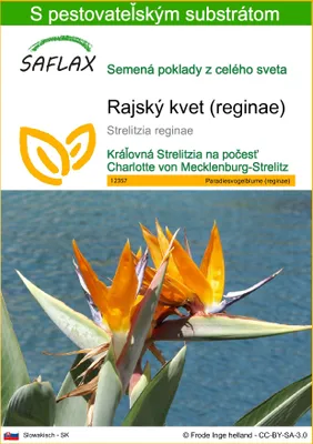Obrázok produktu pre SAFLAX - rajský kvet (reginae) - Strelitzia reginae - 5 Semená - S pestovateľským substrátom bez klíčkov