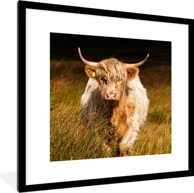 Produktbild von MuchoWow® Gerahmtes Poster Schottische Highlander - Licht - Gras - Tiere 40x40 cm - Poster mit Schwarzem Bilderrahmen Wandposter Rahmen Foto Bilder - Poster - Plakat im Rahmen