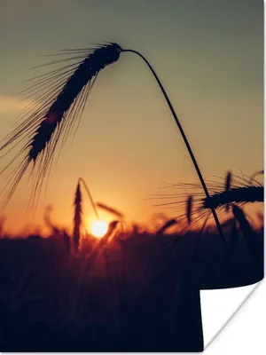 Produktbild von MuchoWow® Poster Gras - Herbst - Sonnenuntergang - Jahreszeiten - Landschaft 120x160 cm - Wandbilder