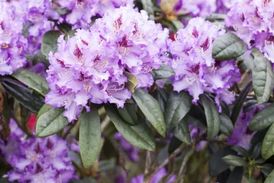 Produktbild von Rhododendron Hybr. 'Blue Peter', blauviolett, 30–40 cm