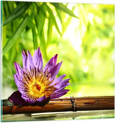 Produktbild von Bilder auf glas - Asien spa bambus blume - 70x70cm - Glasbilder - Wandbilder - Kunstdruck - zum Aufhängen bereit - Wanddekoration aus Glas - Glas Bilder - Wandbild auf Glas - Einteilig - GAC70x70-2476