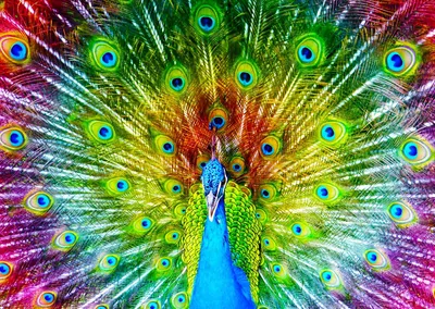 Produktbild von Enjoy Puzzle Puzzle Colorful Peacock - 1000 Teile Puzzle Spiel