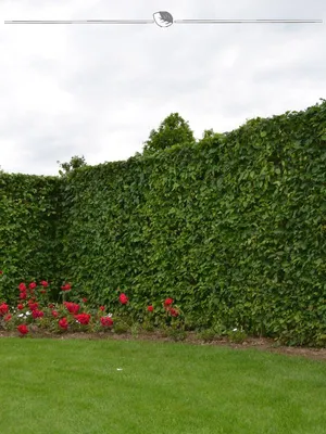 Produktbild von Hainbuche Carpinus betulus 150-175 cm Wurzelnackt, 450x Heckenpflanze