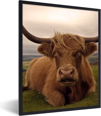 Produktbild von MuchoWow® Gerahmtes Poster Schottischer Highlander - Tiere - Berg 60x80 cm - Poster mit Schwarzem Bilderrahmen Wandposter Rahmen Foto Bilder - Premium - Wanddeko Wohnzimmer
