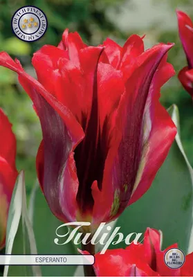Artikelbild 2 von 'Tulpe Esperanto (7 Stück)' aus der Kategorie Tulpenzwiebeln