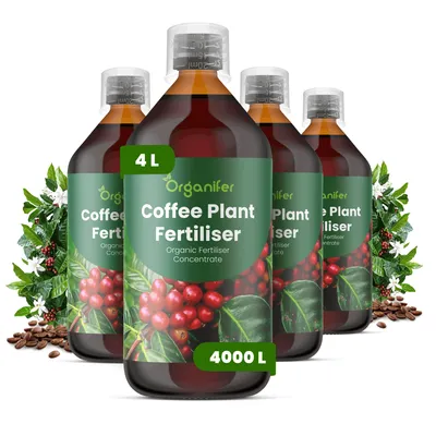 Produktbild von Kaffeepflanzen Flüssigdünger 4x1L – 2-1-8 NPK – Flüssigdünger Zimmerpflanzen – Für Blätter, Üppige Blüte & Fruchtbildung – Organifer