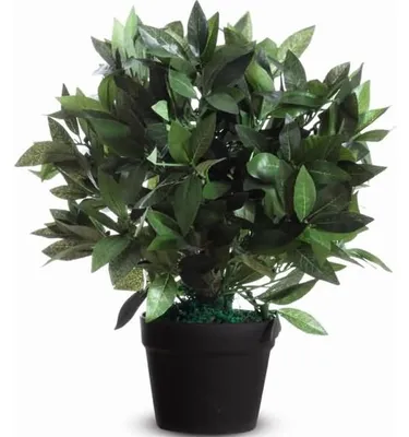 Obrázek produktu pro PAPERFLOW PALAU50 Umělý vavřínový strom 50 cm