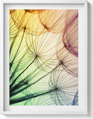 Produktbild von Zarte Pollen eines Löwenzahns– Wandbild mit Rahmen – Gerahmtes Bild  – Wanddekoration – 60x80 cm –  Weiß Rahmen