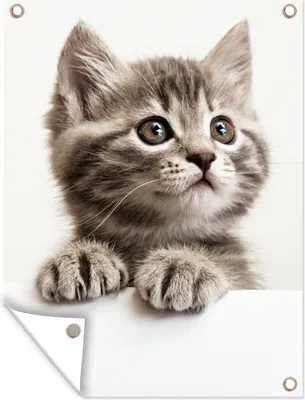 Produktbild von MuchoWow® 60x80 cm Outdoor-Poster Gartendeko Sichtschutz Garten Poster für den Garten  Katze - Grau - Tiere