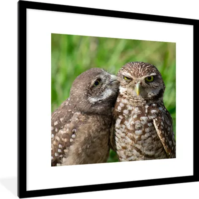 Produktbild von MuchoWow® Gerahmtes Poster Eulen - Vögel - Gras 40x40 cm - Poster mit Schwarzem Bilderrahmen Wandposter Rahmen Foto Bilder - Poster - Plakat im Rahmen