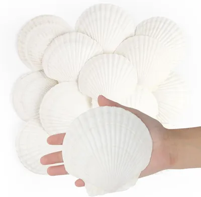 Obrázek produktu pro 16 kusů lastur svatého Jakuba - Přírodní mořské lastury - 10 cm - 12 cm - Bílé lastury svatého Jakuba - Velké mořské lastury pro řemeslné účely