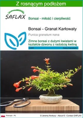 Zdjęcie produktu dla SAFLAX - Bonsai - Granat Karłowaty - 50 Nasiona - Z podłożem uprawowym wolnym od zarazków - Punica granatum nana