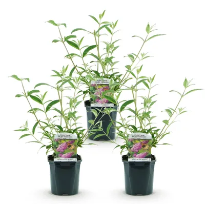 Produktbild von Green boutiQ - Gartenpflanze - Buddleja davidii Pink Delight - Schmetterlingsstrauch - Winterhart - Rosa - 3 Pflanzen - Topf 17cm - Höhe 45cm
