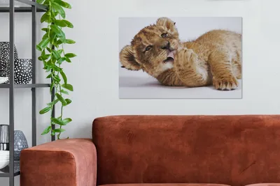 Produktbild von MuchoWow® - Leinwandbilder - Löwe - Weiß - Tiere, Wandbild, Wanddeko Bilder Wohnzimmer, 90x60 cm