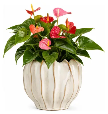 Produktbild von Mica Decorations Pflanzen/Blumentopf Thom - cremefarben - Keramik - 19 x 24 cm