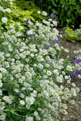 Produktbild von Große Sterndolde Margery Fish, im Topf - Astrantia major