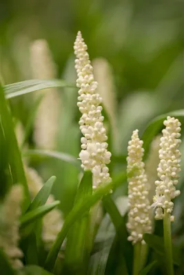 Produktbild von Liriope muscari 'Monroe White', Lilientraube, weiß, ca. 9x9 cm Topf