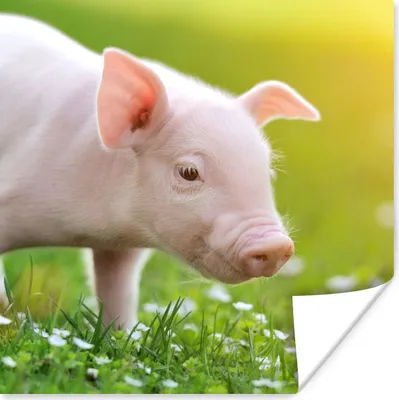 Produktbild von MuchoWow® Poster Tiere - Ferkel - Schwein 100x100 cm - Babyzimmer