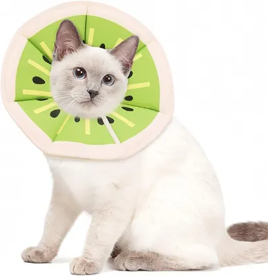Produktbild von Katzenhalsband S, verstellbar, wasserdicht, postoperativer Schutz, grün, für Katzen