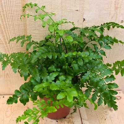 Productafbeelding van Varen Asplenium Parvati kamerplant Warentuin Natuurlijk