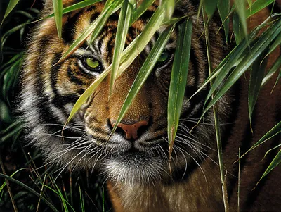 Produktbild von Malen nach Zahlen "Tiger", 30 x 40 cm