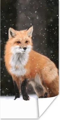 Produktbild von MuchoWow® Poster Fuchs - Schnee - Winter 60x120 cm - Wandschmuck
