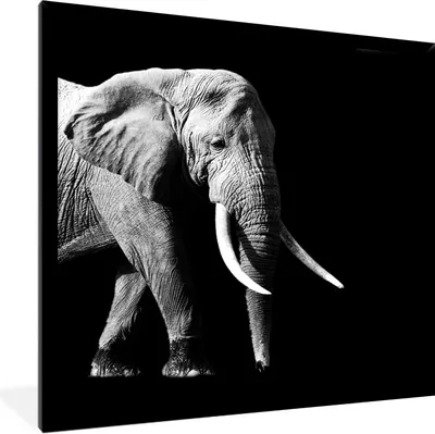 Produktbild von MuchoWow® Gerahmtes Poster Elefant - Zähne - Tiere - Schwarz - Weiß 40x40 cm - Poster mit Schwarzem Bilderrahmen Wandposter Rahmen Foto Bilder - Mit Rahmen - Wanddekoration Schlafzimmer