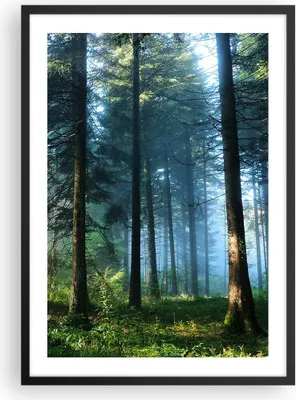 Produktbild von Gerahmtes Poster - Schwarzer Rahmen - Wald Dämmerung die Sonne - 50x70 cm - Wand Bild - Wanddeko - Wandbilder - Kunstposter - Wandposter - Bilderrahmen - Bilder - Kunstdruck - P2BPA50x70-4398