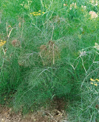 Produktbild von Foeniculum vulgare 'Atropurpureum', Bronze-Fenchel, ca. 9x9 cm Topf