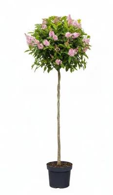 Produktbild von Clethra alnifolia 'Pink Spire' – Duftendes Scheineller Stämmchen - Zimterle - 140-150 cm