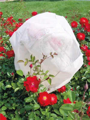 Obrázok produktu pre Obal Strend Pro, 30 g, biely, ochranný, proti mrazu, vtákom a škodcom, netkaná textília, 150x100 cm, 3 ks.