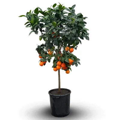 Image de Oranger arcobal - citrus meyer sinensis - agrume méditerranéen - arbre fruitier - 170-190 cm - ⌀ 35 cm, Image générée par une IA
