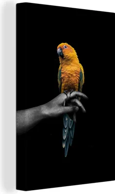 Produktbild von OneMillionCanvasses® - Leinwandbilder - 90x140 cm, Vogel - Zweig - Papagei, Wandbilder Kunstdruck Wanddekoration - Wandschmucke - Schlafzimmer
