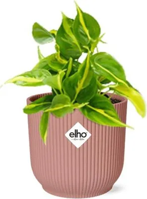 Image de Philodendron Scandens « Brasil » - Plante d'intérieur avec pot décoratif Vibes