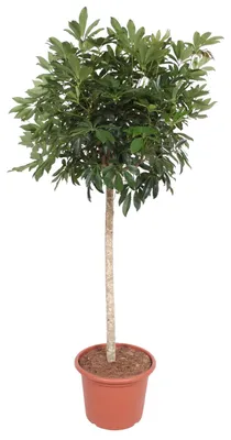 Image de Schefflera arboricola compacte arbre - 180-190cm - Ø45cm - Plante d'intérieur - Vert persistant